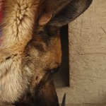 고양이를 사랑하는 세<b>퍼트</b>의 일상이야기