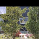 시고르자브종인데 비슷한 종 <b>유추</b> 가능할까??