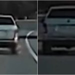 '피투성이가 된 새끼강아지' 경적 울렸지만 소용없었다