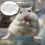 [추반] 떡볶이 시키기 vs <b>와플</b>시키기