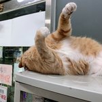 <b>자주</b>보는 남의가게 고양이2