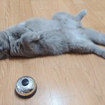 [고양이] 곰이와 <b>여우</b>의 일상2