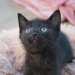 [이것좀봐줘] 연예인 고양이 바꿔치기 사건 글쓴이에 대한 오해와...