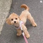 검침원이 강아지 잃어 버렸어요" 논란 알고보니 '가스 검침원 <b>사칭범</b>'