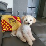 [강아지] 우리집 8개월 된 강아지 <b>자랑</b>