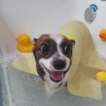 우리강아지자랑 빠삐용