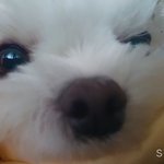 [댓글부탁해] 이거 꼬막눈이야??