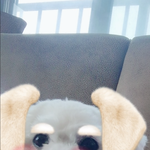 [반려동물] 16년 함께 한 소망이에게