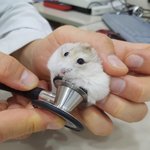 햄스터 <b>진료</b> 하는 거 본 적 있음?