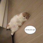 하 20분째 <b>잠</b>이 안오냐