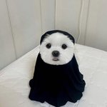 우리 가오<b>나시</b>님❤️