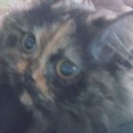 우리집 고양이 <b>부엉이</b> 닮았어