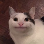 [NCT칠프] <b>예의</b>바른 고양이