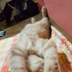 그녀의 눕방....