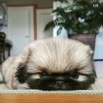 [이것좀봐줘] 흔치 않은 우리집 강아지 <b>자랑</b>