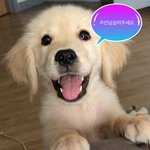 어제 톡선 보고 인스타 <b>팔로</b>잉