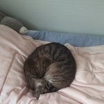 [드루와] 우리 고양이 조카 동그랗지 않냐