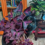 또 다른 힐링, 반려 <b>식물</b>은 어떤가요?