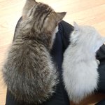 [고양이] 곰이와 <b>여우</b>는 사랑입니다~