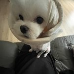 <b>친구집</b> 강아지 친화력갑이다…