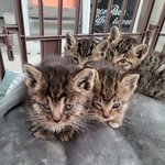 [댓글부탁해] 아기고양이<b>분양</b>합니다