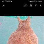 추가 ::후배가 키우는 <b>딱지</b> 고양이 2탄