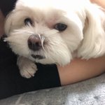 [모두드루와] 에스파 윈터 닮은 강아지