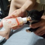 [고양이] 200그램 고양이가 4키로가 되었어요