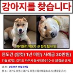 강아지 찾아주세요!!!! (진돗개/암컷/1살미만/13kg/파주 <b>운정</b>)