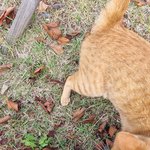 [고양이] <b>산책</b>중 고양이