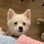 정변한 강아지 보고 가세요!!!