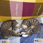 [이것좀봐줘] 하트를 부르는~ 우리 <b>백호</b>&amp;흑호 =^.^=