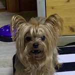 [이것좀봐줘] <b>얼</b><b>탱</b>나간 강아지 짤줍