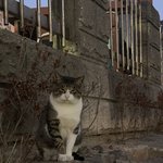 [고양이] 길고양이!!!!! 귀여운