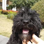 [강아지] (견생<b>역전</b>)#2(추가글) 대놓고 귀여워해주세욤 ^^