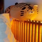 [세븐틴] 호싱이 뒤에 호랑이인형 한갠<b>줄</b> 알았는데 <b>두</b>개네