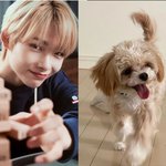 [엔하이픈] 자기들이랑 똑닮은 강아지 키우는 남돌