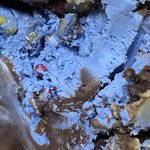 [드루와] 반민초단도 사랑한 <b>민초</b>아이스크림..