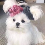 고삼 <b>원래</b> <b>눈물</b> 많아지냐