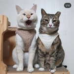 고양이도 <b>꼬막눈</b>이 있음??