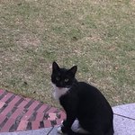 [꼭조언부탁] 길냥이 한번씩만 보고가줘❣️