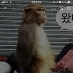 [드루와] <b>고독</b>한 원숭이방 들어왔음