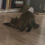 [고양이] 와 고양잉ㅇ 고양이<b>자세</b>!!!!!!!ㅠㅠㅠ