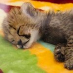 [NCT칠프] 블레스<b>미아</b>츄마크매드시티야