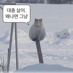 왜 요즘은 야<b>오치</b>빌런 없어?