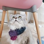우리냥이  보고<b>가요</b>