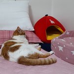 나의 동거묘 <b>도칠</b>이 2021년 겨울맞이 일상