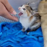일하기싫어 자랑하는 우리집냥이