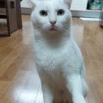 [고양이] 고양이 손 훈련이 <b>보통</b> 얼마나 성공하나요??