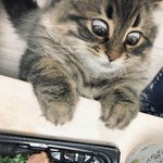 '희로애락' 얼굴에 다 티 나는 냥이